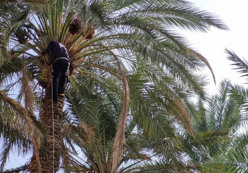 برداشت 2500 تن خرما در سیستان و بلوچستان