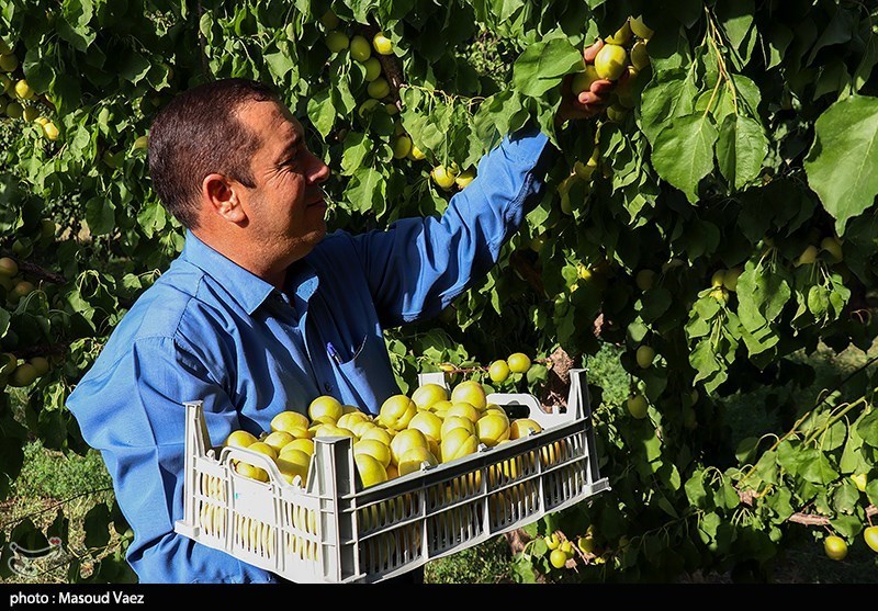 برداشت حدود 7 هزار تن زردآلو در قم
