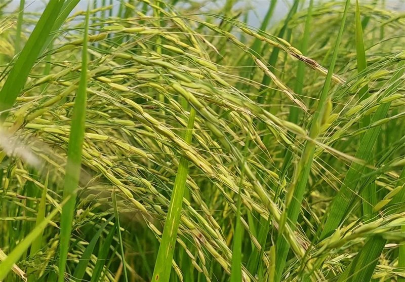 برنج شمال در تهدید واردات یا تسلیم ذخایر استراتژیک