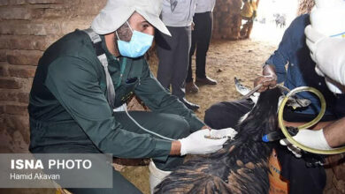 بیش از ۳۲ میلیون راس دام علیه تب برفکی واکسینه میشوند