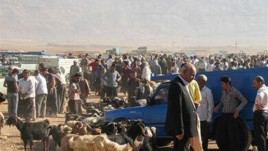 تأمین گوشت کهگیلویه و بویراحمد از استانهای همجوار