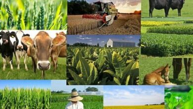 تورم بخش زراعت، باغداری و دامداری اعلام شد