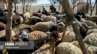 تولید دام در بهار ۱۴۰۳افزایش یافت/ موجودی دام سبک کشور ۷۰ میلیون راس