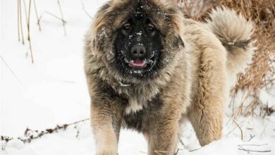 حمله دو گرگاس به یک دامداری در مبارکه
