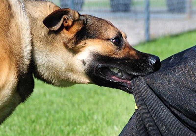 حمله سگهای ولگرد به پسربچه 8 ساله در شهر سهند