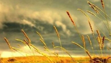 خرید 465 هزار تن گندم در استان همدان