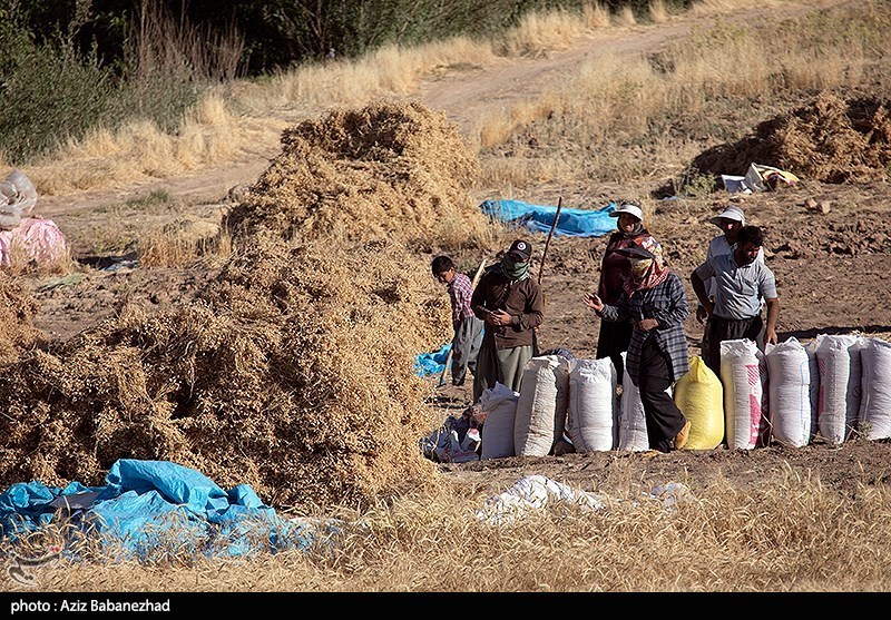 خرید تضمینی 7 هزار میلیارد گندم از کشاورزان لرستان