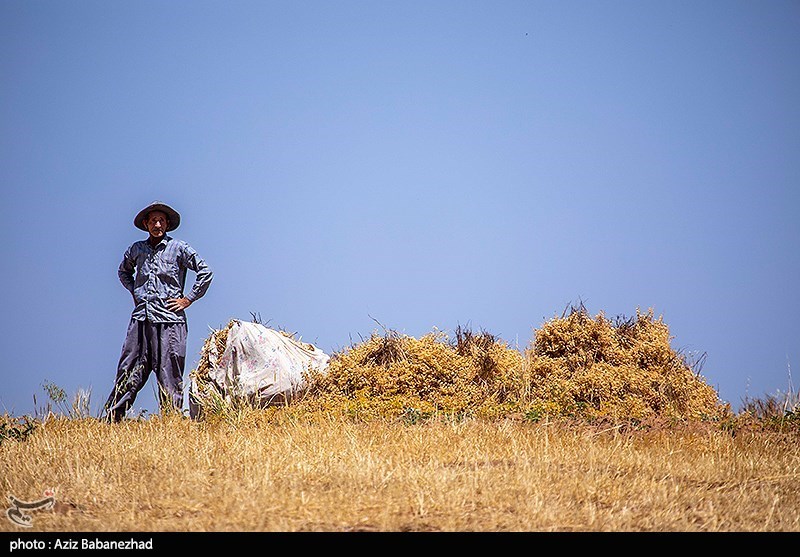 خریداری 398هزار تن گندم در لرستان/ خرید 6درصد افزایش یافت