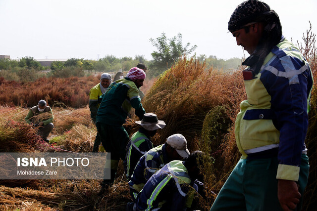 خلاصه اخبار مجلس، ۲مرداد؛ بررسی مراحل پیشرفت و راهاندازی سامانه رفاه ایرانیان