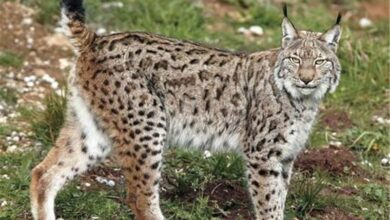 _دارندگان_ _حیوانات_ _وحشی_ _خوداظهاری_ _کنند_؛ _جریمه_ _نمی__شوند_