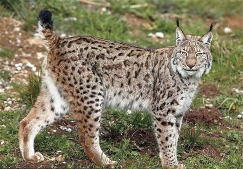 _دارندگان_ _حیوانات_ _وحشی_ _خوداظهاری_ _کنند_؛ _جریمه_ _نمی__شوند_