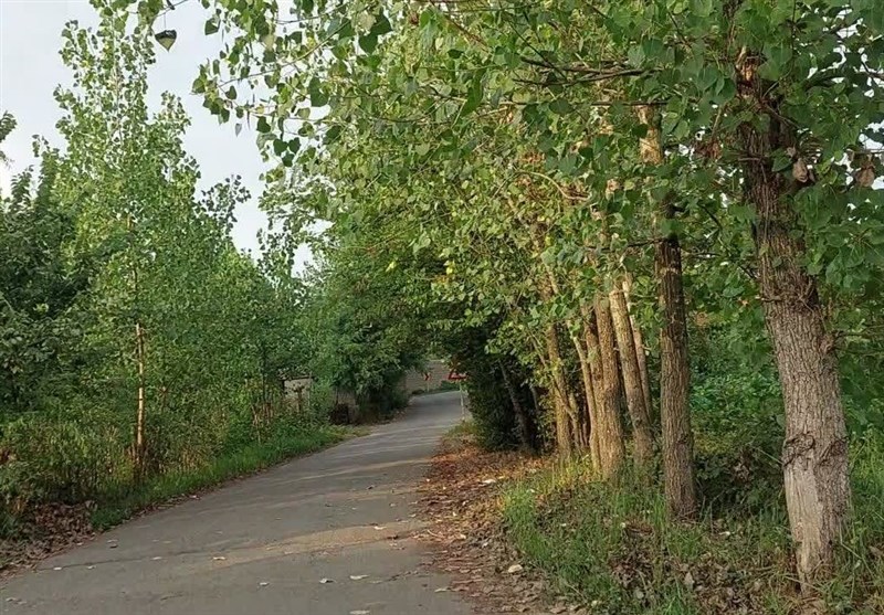 دلنوازی خوشههای طلایی برنج در شالیزارهای شمال + فیلم