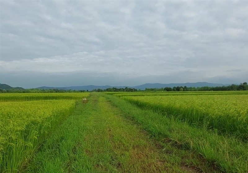 دلنوازی خوشههای طلایی برنج در شالیزارهای شمال + فیلم