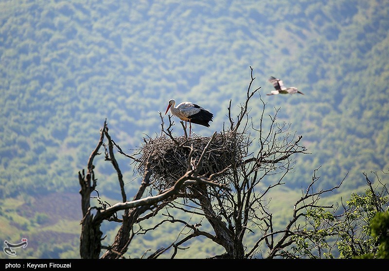 زیستگاه لکلکها در روستای دره تفی مریوان ثبت ملی شد