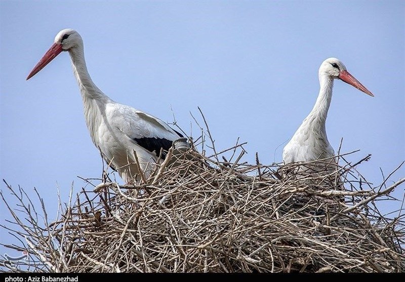 زیستگاه لکلکها در روستای دره تفی مریوان ثبت ملی شد