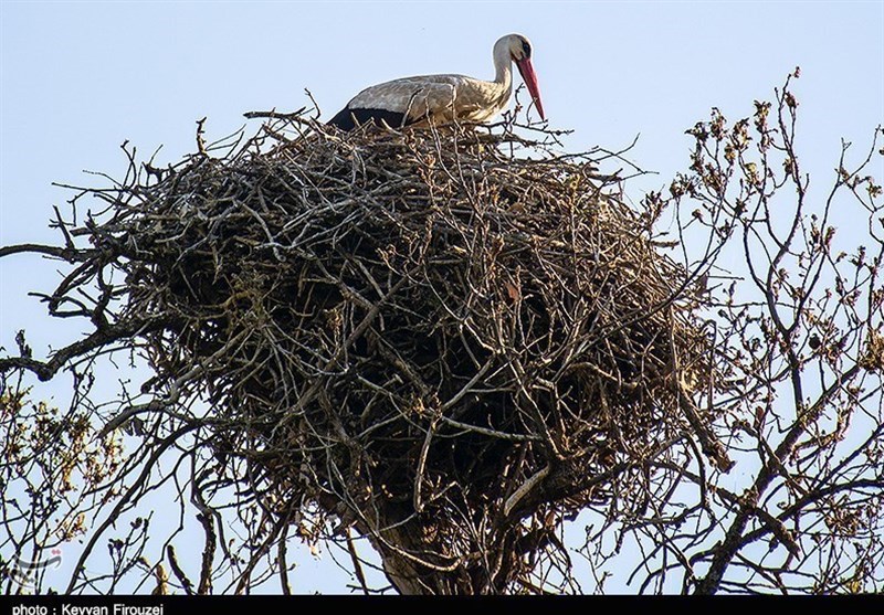 زیستگاه لکلکها در روستای دره تفی مریوان ثبت ملی شد