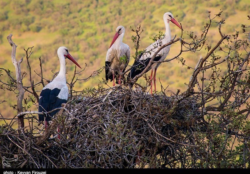 زیستگاه لکلکها در روستای دره تفی مریوان ثبت ملی شد