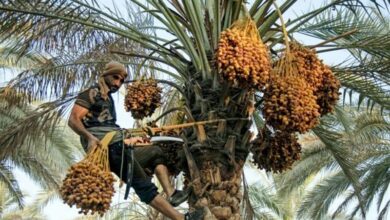 سیستان و بلوچستان قطب تولید خرمای کشور + فیلم