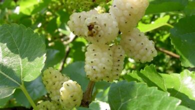 صادرات توت قم به اروپا و کشورهای حاشیه خلیج فارس