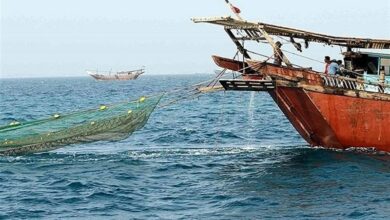 صید میگو در استان بوشهر از 13 مردادماه آغاز میشود