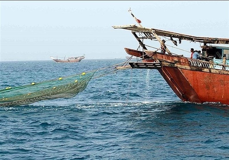 صید میگو در استان بوشهر از 13 مردادماه آغاز میشود