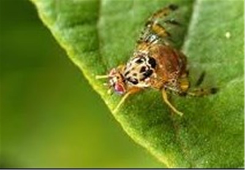 مگس میوه مدیترانه باغداران مازندرانی را تهدید میکند