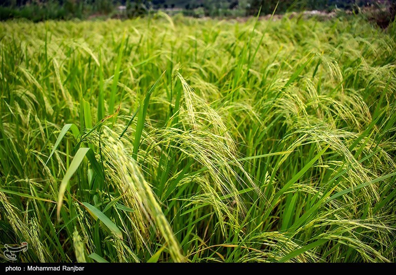 نخستین برداشت مکانیزه برنج آغاز شد