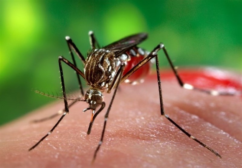 هیچ موردی از بیماری تب دنگی در استان کرمان نداشتیم