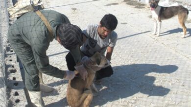 واکسیناسیون 80 درصد سگها علیه هاری در استان بوشهر