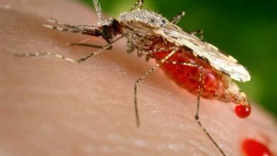 پشه آئدس در چند قدمی آذربایجان شرقی