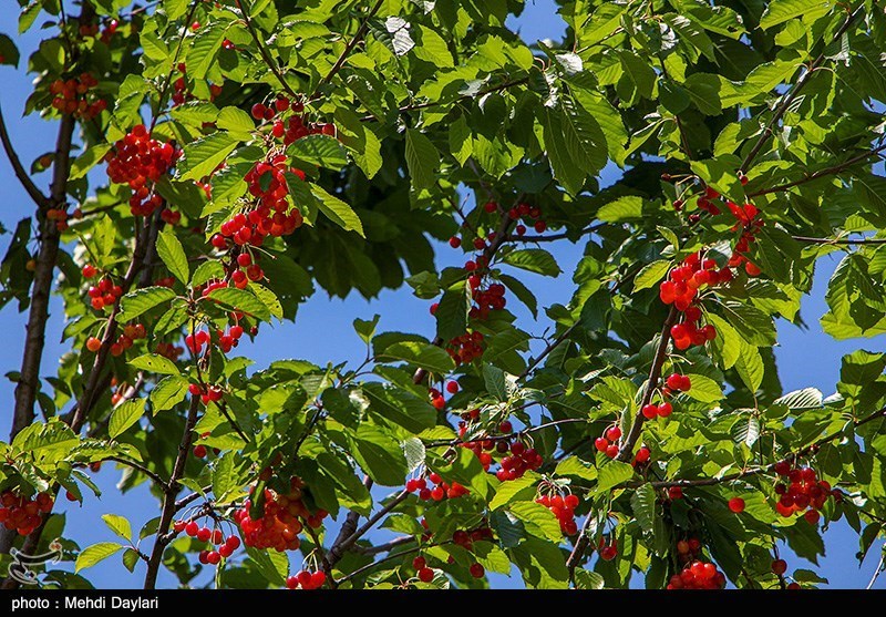 پیش بینی برداشت 12 تن گیلاس در هر هکتار در قم