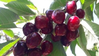 پیشبینی 3 هزار و 472 تن گیلاس از سطح باغهای نیشابور