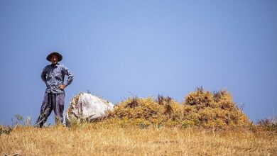 پیشبینی افزایش برداشت نخود در دلفان