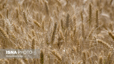 پیشبینی افزایش ۶ میلیون تنی تولید گندم از اراضی دیم کشور تا سال ۱۴۰۵