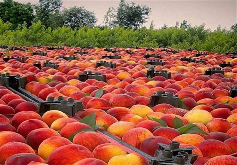 پیشبینی برداشت 3000 تن هلو و شلیل از باغات لرستان