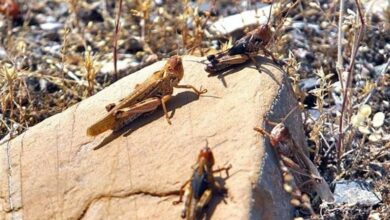 کنترل ملخهای بومی در استان فارس برای سومین سال متوالی