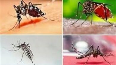 گسترش محدوده پشه آئدس در استان بوشهر/ شناسایی 4 بیمار