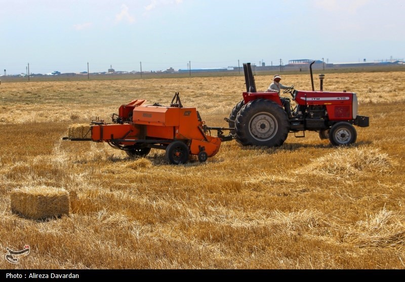18هزار گندم در فارس تضمینی خریداری شد
