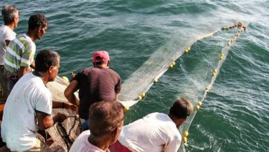 آغاز صید میگو در سواحل خلیج فارس با مشارکت 7500 صیاد