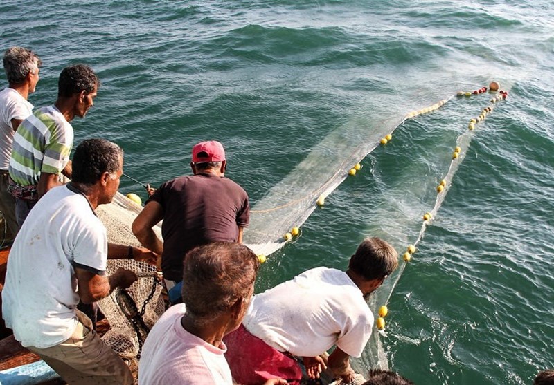 آغاز صید میگو در سواحل خلیج فارس با مشارکت 7500 صیاد