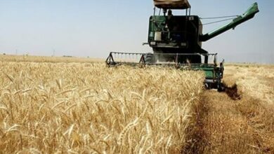 استانهای برتر خرید تضمینی گندم معرفی شدند