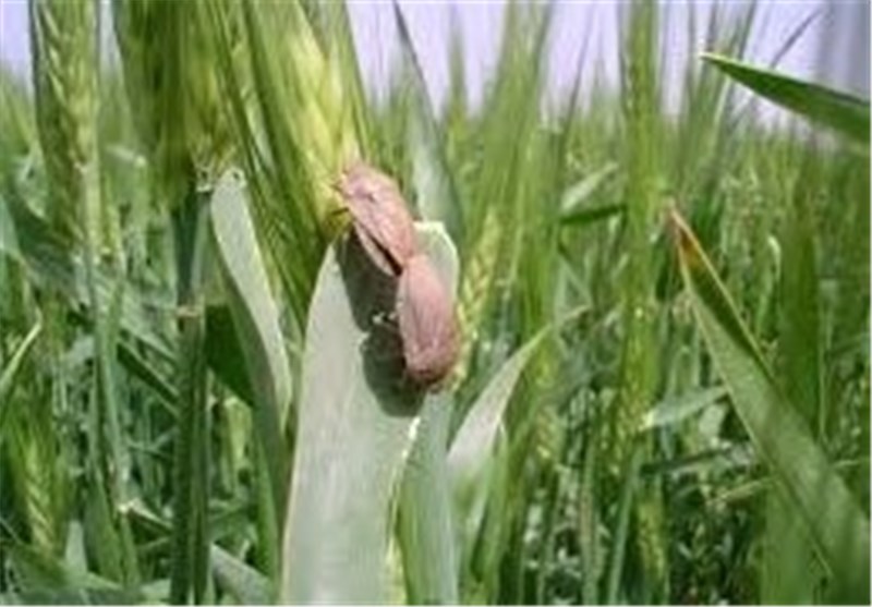 افزایش 25 درصدی مبارزه با آفت سن گندم در فارس