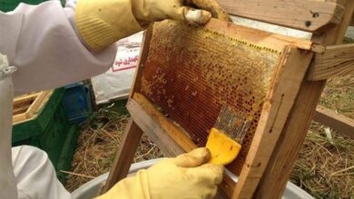 امسال 9 هزار تن عسل در اردبیل تولید میشود