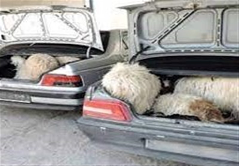 انهدام باند سرقت مسلحانه احشام در اصفهان