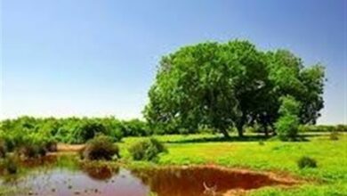 بخشهایی از تالاب میانکاله خشک شد