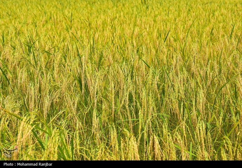 برداشت 140 هزار هکتار شالیزار مازندران