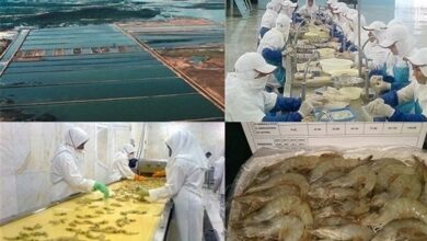 تخصیص 1295 میلیارد تومان به طرحهای کشاورزی بوشهر