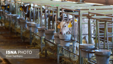 تورم گاوداریهای صنعتی اعلام شد