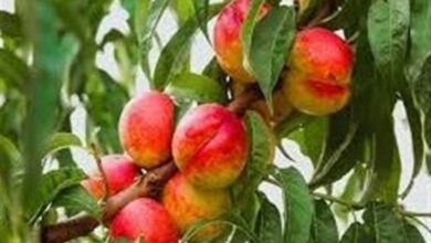 تولید 85 هزار تن میوه در پارسآباد