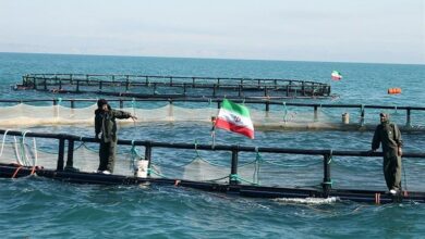 تولید آبزیان با سرمایهگذاری 988 میلیارد در بوشهر